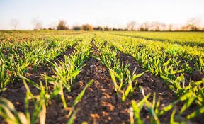 Siembra de hortalizas