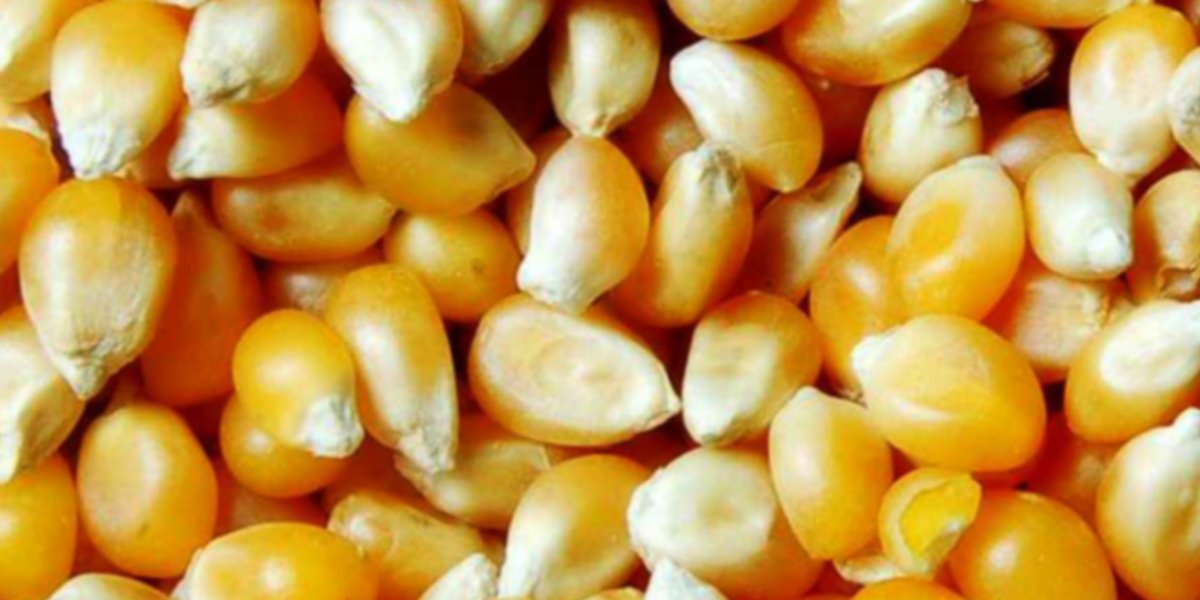 Semillas de maíz híbrido